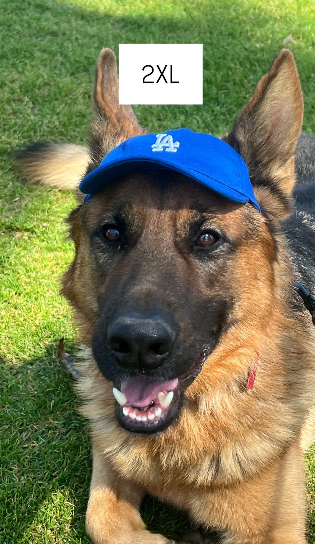 LA Pup Hat