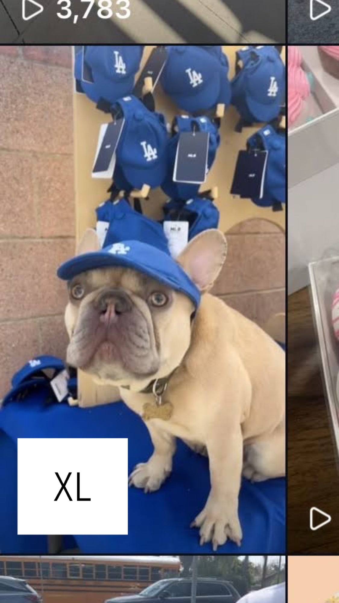 LA Pup Hat