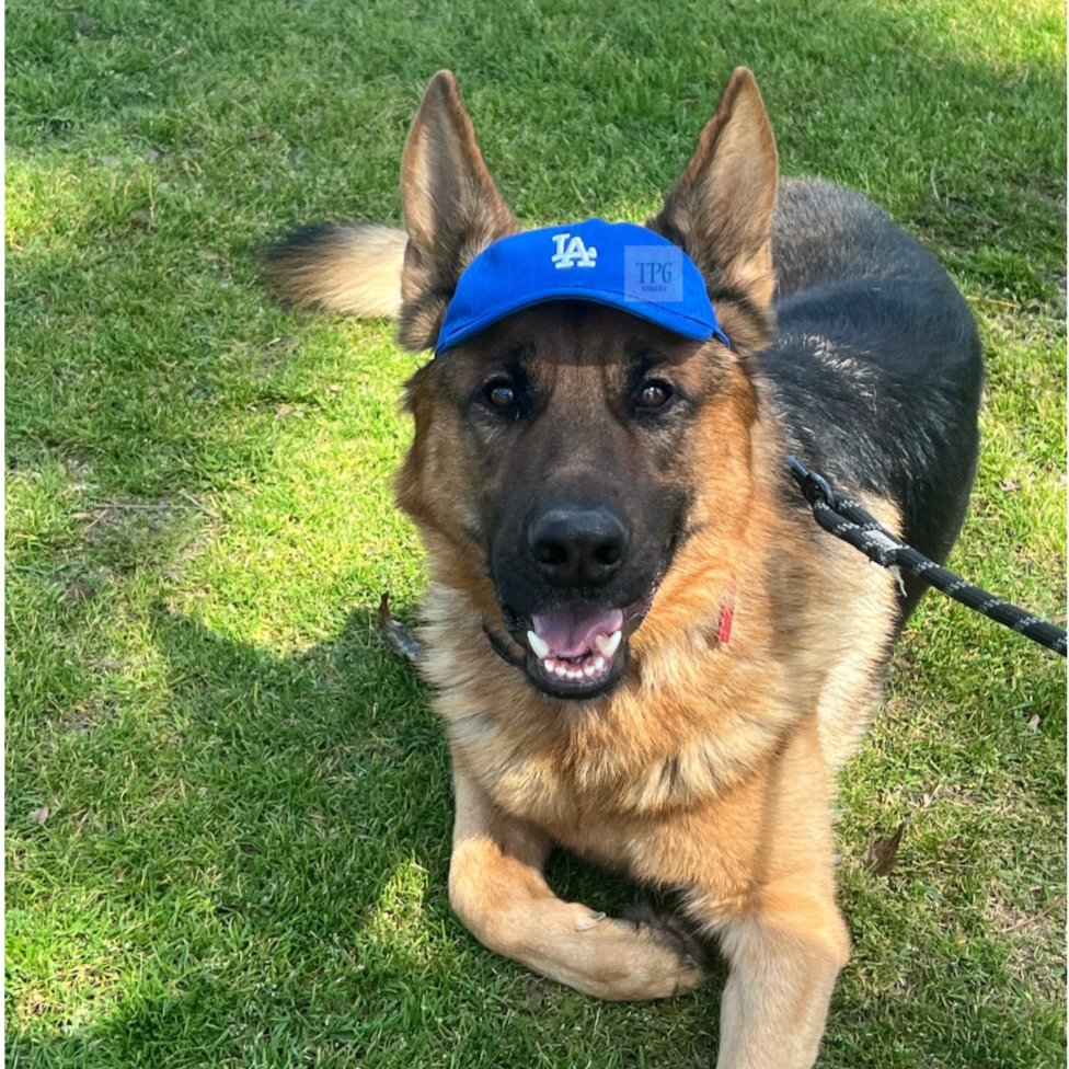 LA Pup Hat