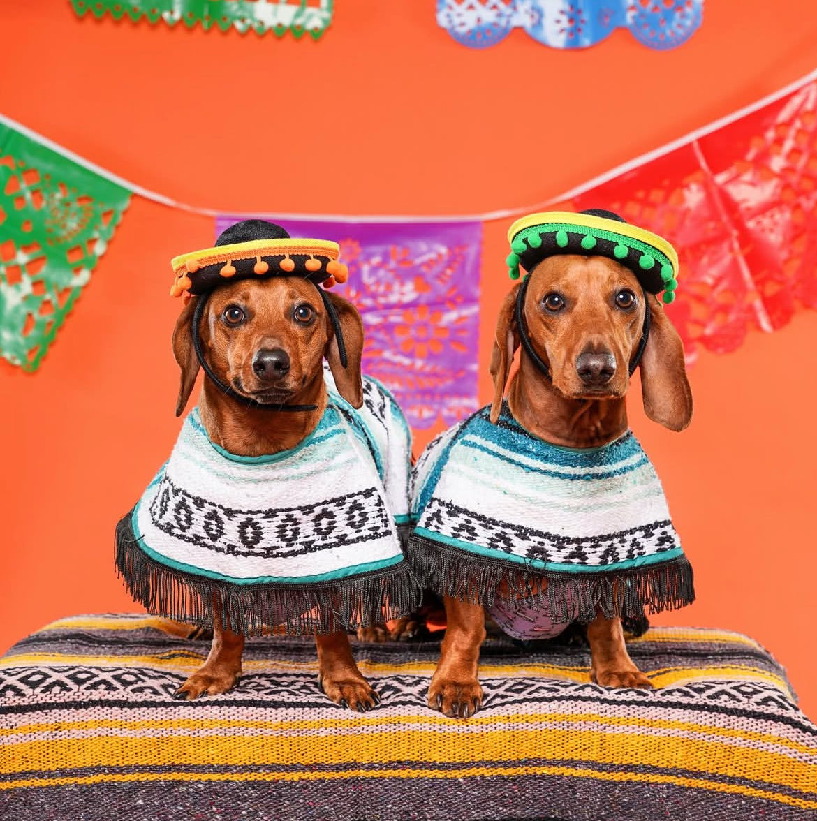 🇲🇽 Dog Poncho – Traditional Mexican Zarape Style
